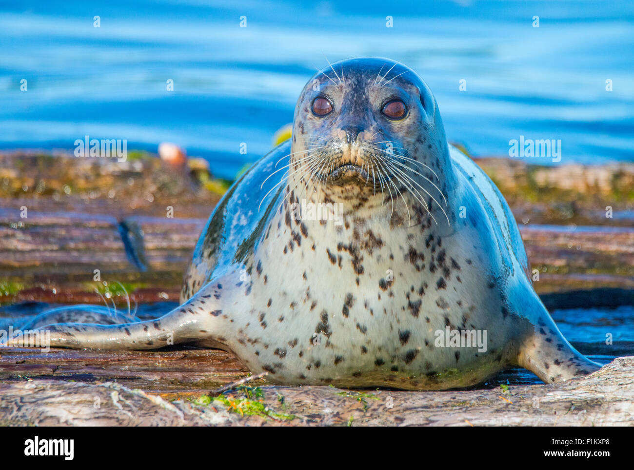 Weibliche Habor Dichtung, Puget Sound, US-Bundesstaat Washington. USA Stockfoto