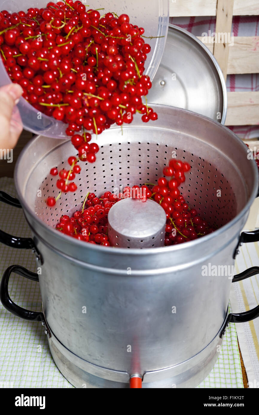 Gießen Sie Reife rote Johannisbeeren in den Dampf-Entsafter, Johannisbeere Sirup gewaschen Stockfoto