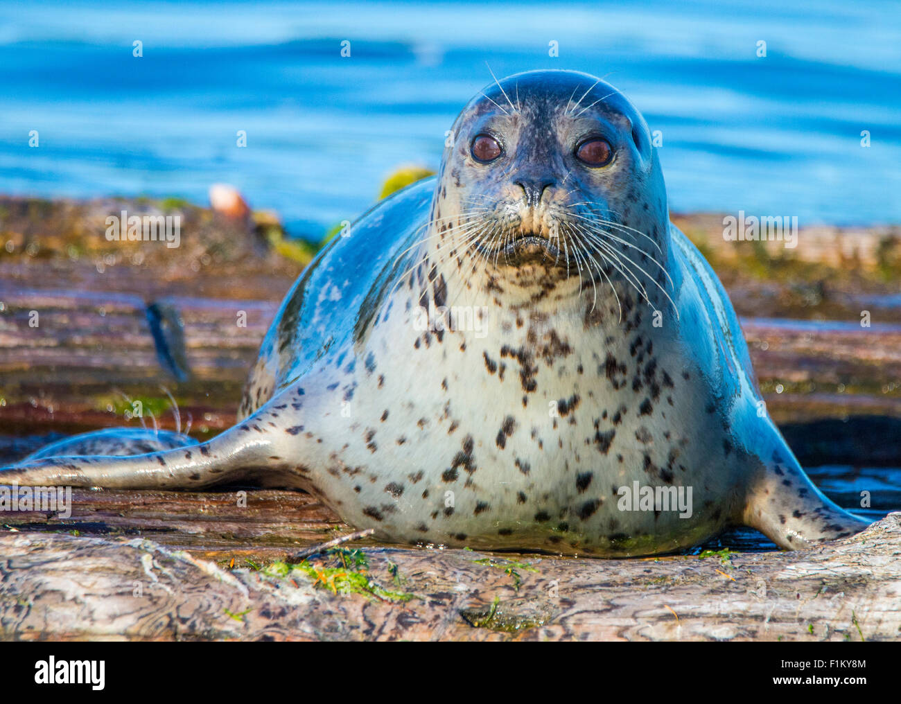 Weibliche Habor Dichtung Puget Sound, US-Bundesstaat Washington. USA Stockfoto