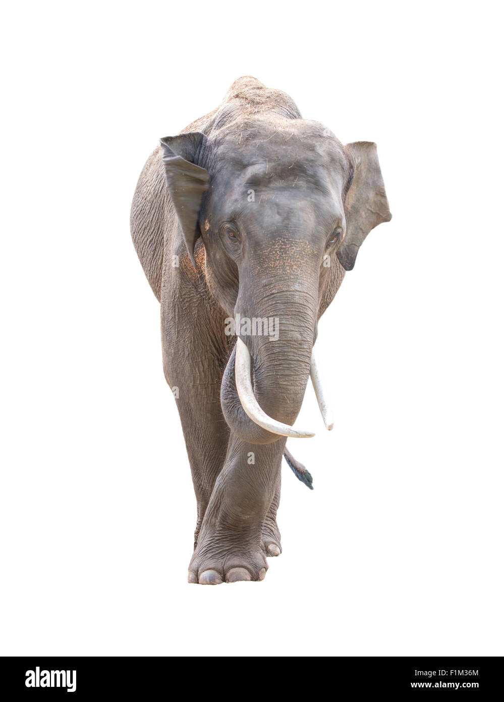 männliche Asien Elefanten isoliert auf weißem Hintergrund Stockfoto