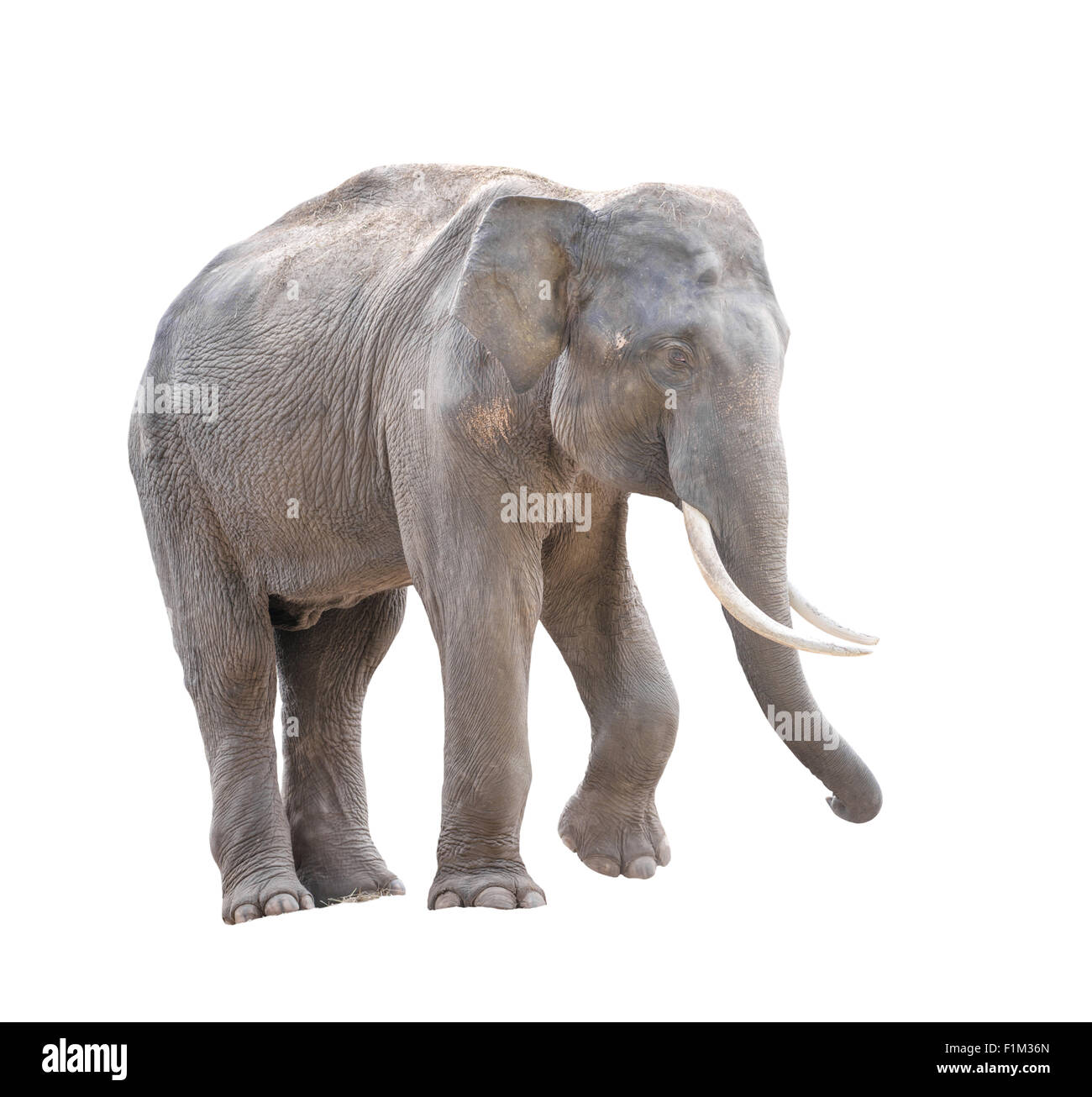 männliche Asien Elefanten isoliert auf weißem Hintergrund Stockfoto