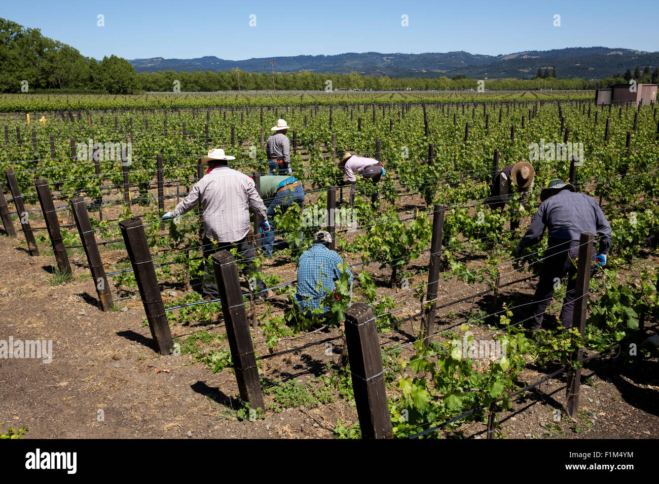 Weingut Arbeiter, beschneiden Weinreben, beschneiden Weinreben, Reben, Wein Weinberg, Weinberg, Weingut, Kaminecke, Rutherford, Napa Valley, Kalifornien Stockfoto
