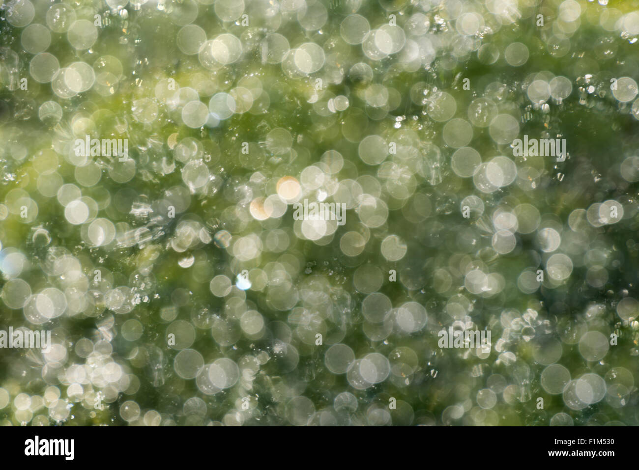 Unschärfe Hintergrund von Pflanzen im Regen Stockfoto