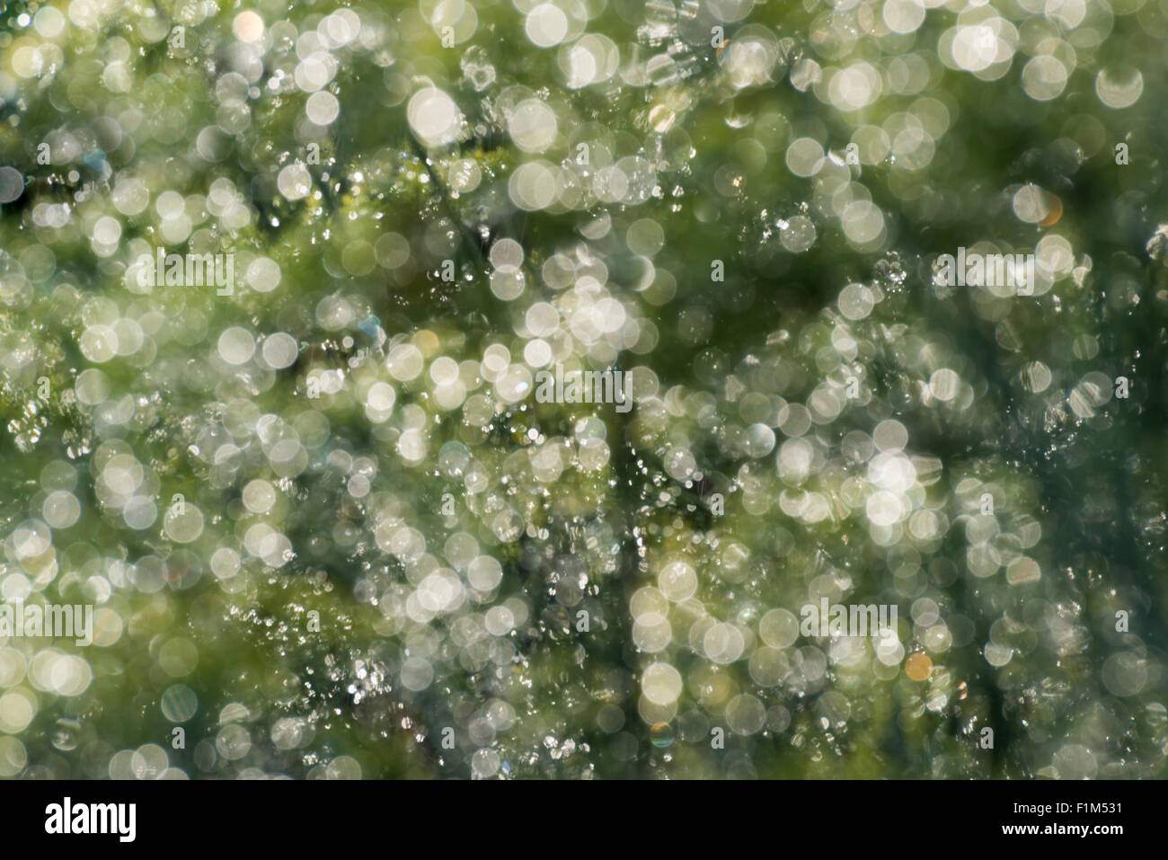 Unschärfe Hintergrund von Pflanzen im Regen Stockfoto