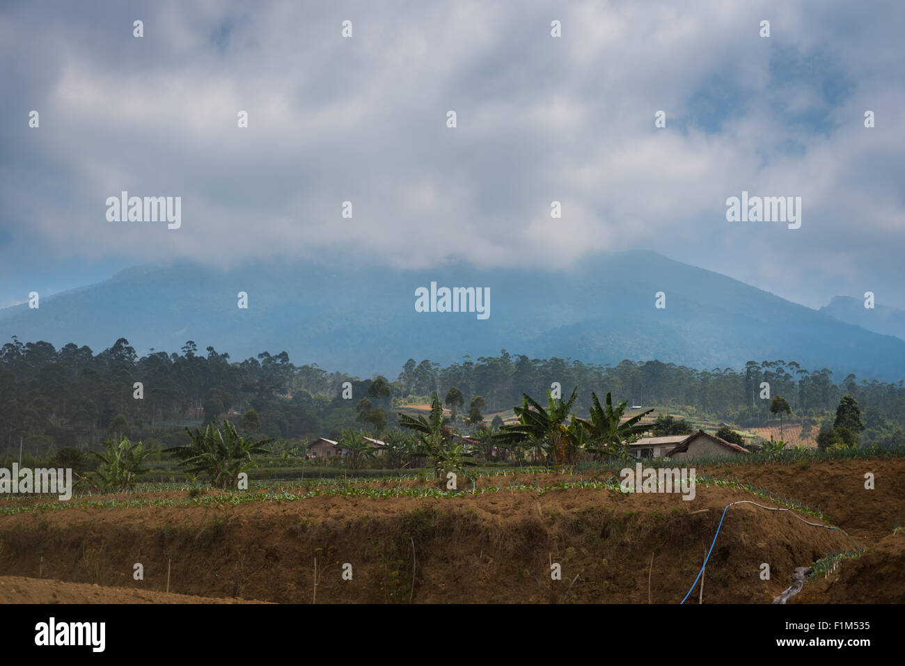 Landwirtschaftliche Landschaft von Sarongge am Fuße des Vulkans Mount Gede, außerhalb des Nationalparks Mount Gede Pangrango, West-Java, Indonesien; in der Trockenzeit. Stockfoto