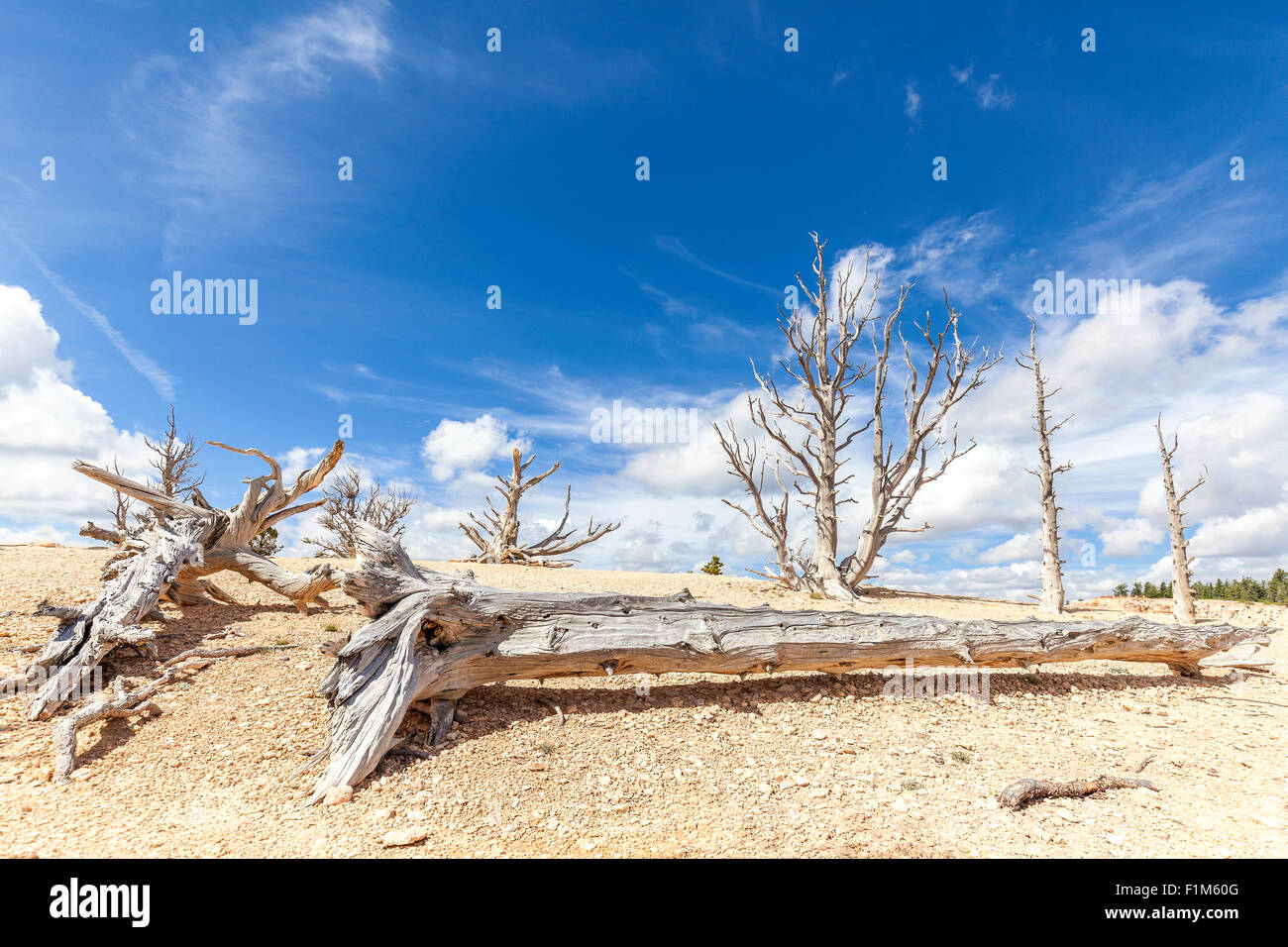 Trockene Bäume auf Sanddünen, Wüste Death Valley, USA. Stockfoto