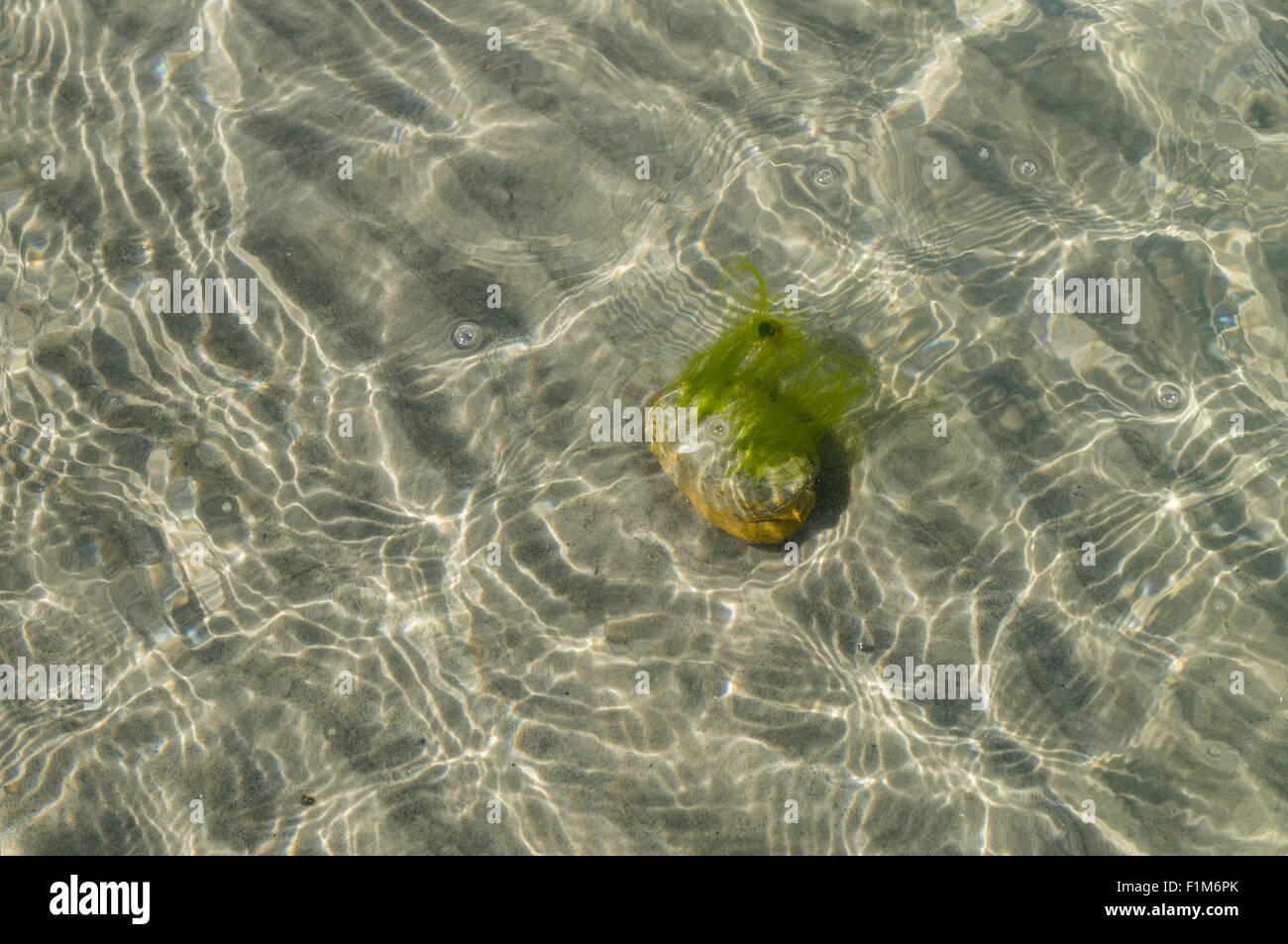 Stein mit Algen auf dem sandigen Boden des Meeres, Blick durch transparentes Wasser Stockfoto