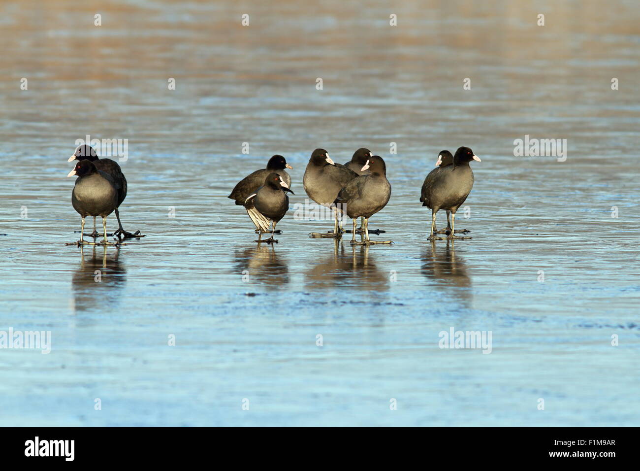 Herde schwarzer Blässhühner auf gefrorenen Oberfläche, verärgert Konzept mit einigen Vögel drehen ihre Köpfe Stockfoto