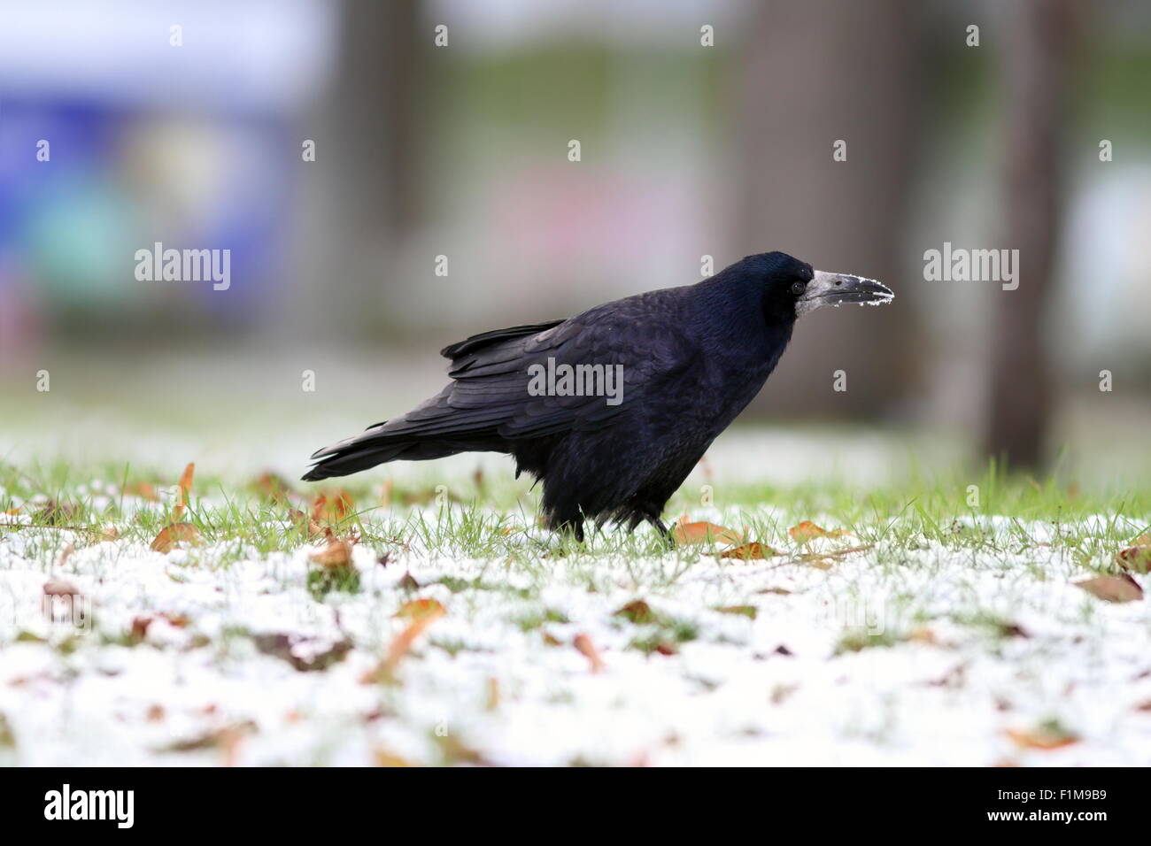 schwarze Krähe (Corvus Frugilegus) auf Nahrungssuche im Park in einem Wintertag Stockfoto