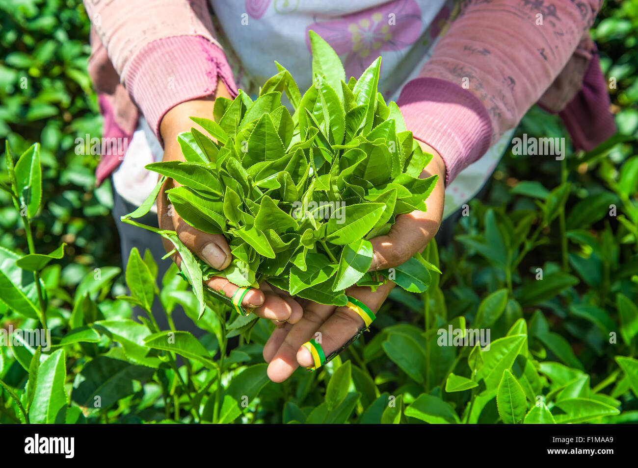 Teeblätter an den Händen Stockfoto