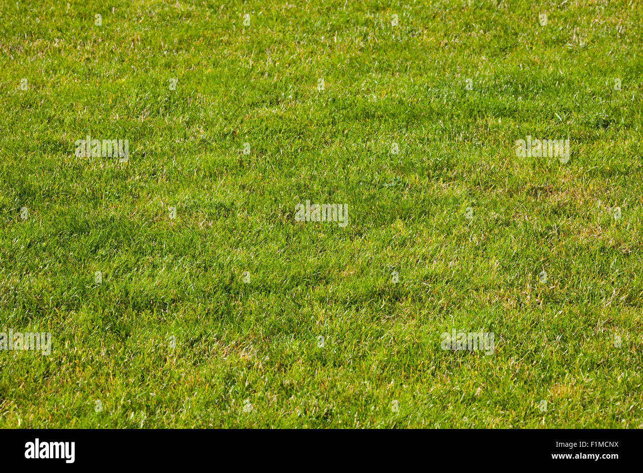 Grasgrün Hintergrund, Textur, Muster - hohe Auflösung. Stockfoto