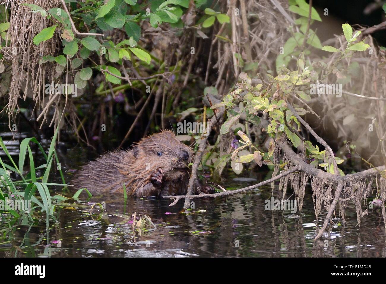 Junge Eurasische Biber (Castor Fiber) Kit halten und knabbert einen Willow Zweig überhängenden Fischotter, Devon, UK in der Abenddämmerung. Stockfoto