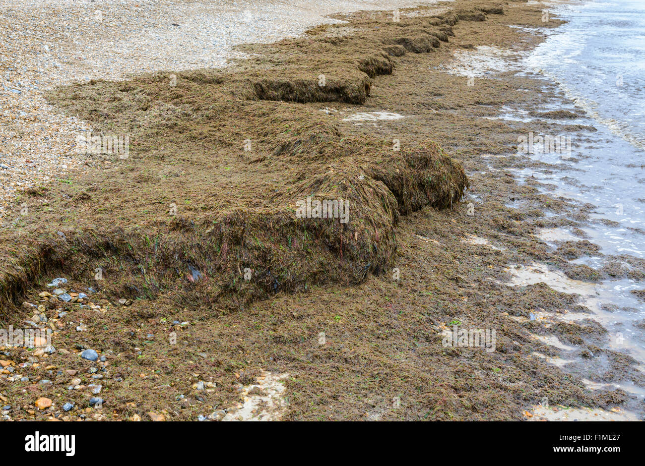 Braune, verdichtete Algen wuschen an einem Strand an der Südküste Englands, Großbritannien, in West Sussex. Stockfoto