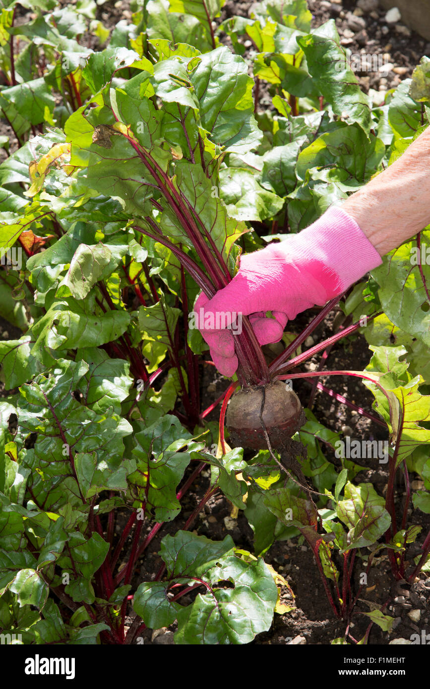 Rote Beete ziehen aus dem Boden Stockfoto