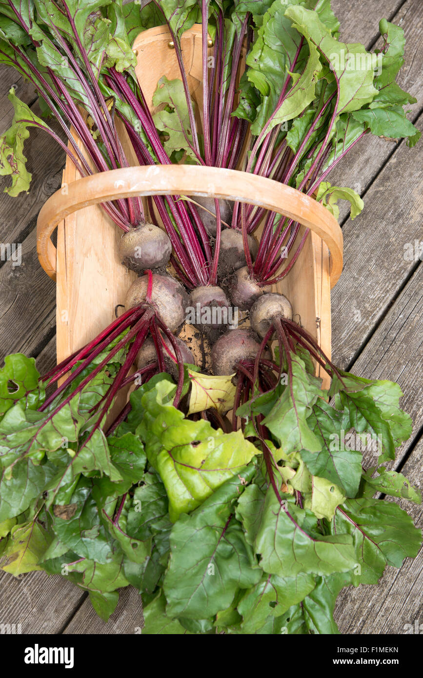 Frisch gepflückt rote Beete in eine hölzerne Garten Trug auf Holz Dielen in einem englischen Garten Stockfoto