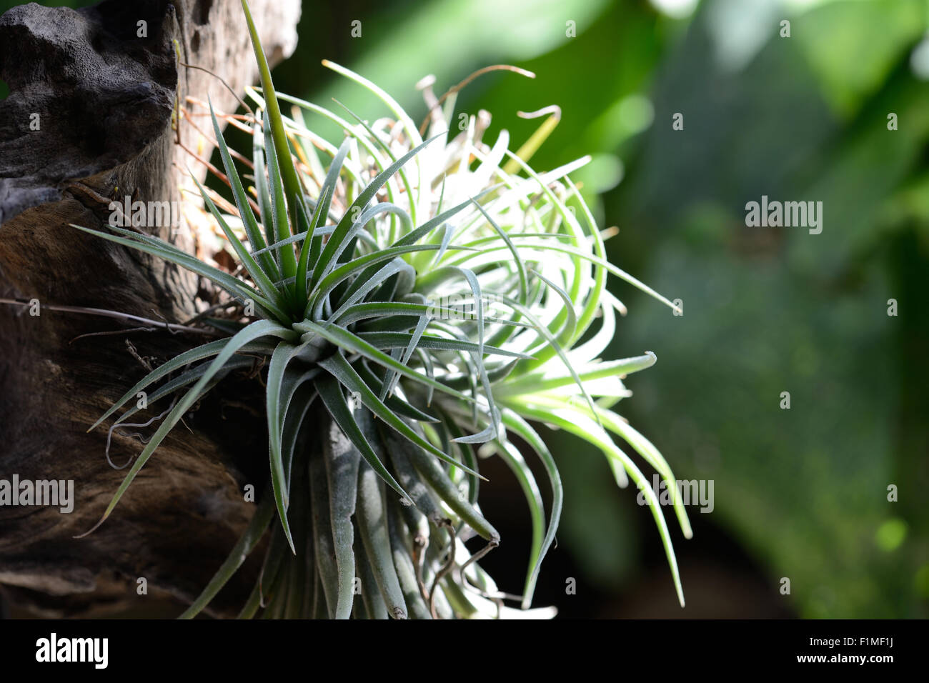 Irgendeine Art von Luft-Anlage, Tillandsia, im Hintergrund der Natur. Stockfoto