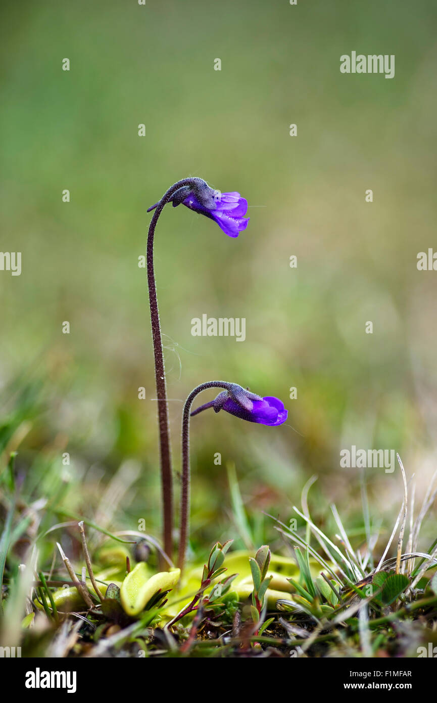 Pinguicula Vulgaris - gemeinsame Fettkraut A Insektenfresser britische Wildblumen blühen von Mai bis Juli in Sümpfen, Mooren und feuchten hea Stockfoto