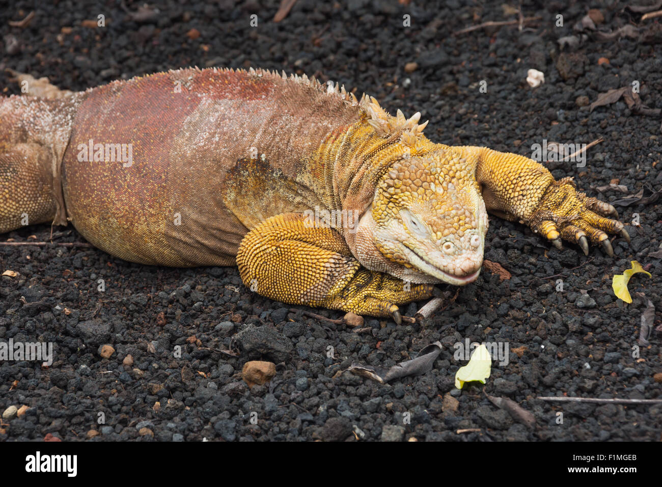 Nahaufnahme von einem Land Iguana sitzt auf Lava-Kies und Bimsstein. Stockfoto