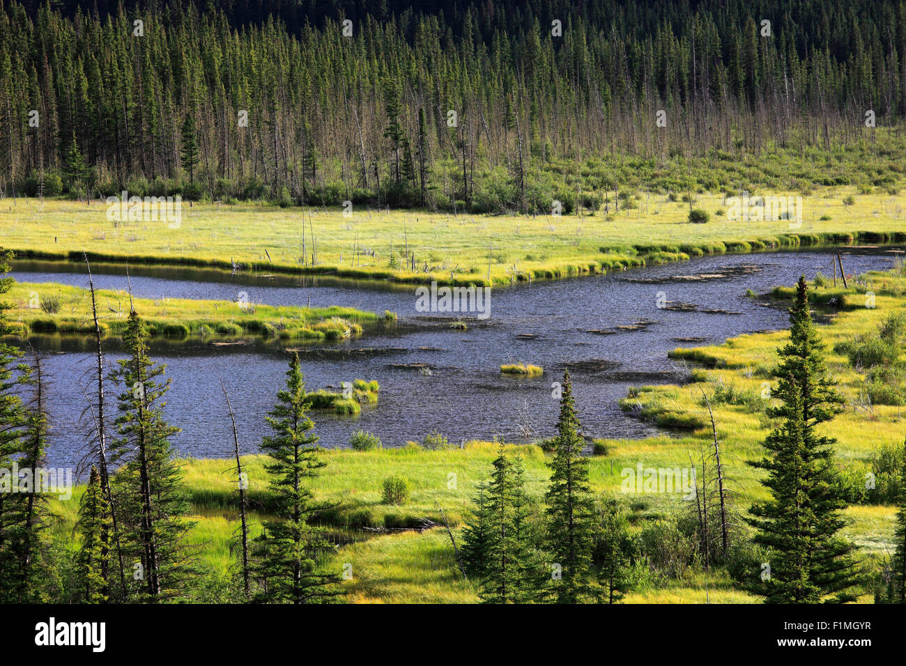 Kanada, Alberta Banff National Park, Zinnober Feuchtgebiete, Stockfoto