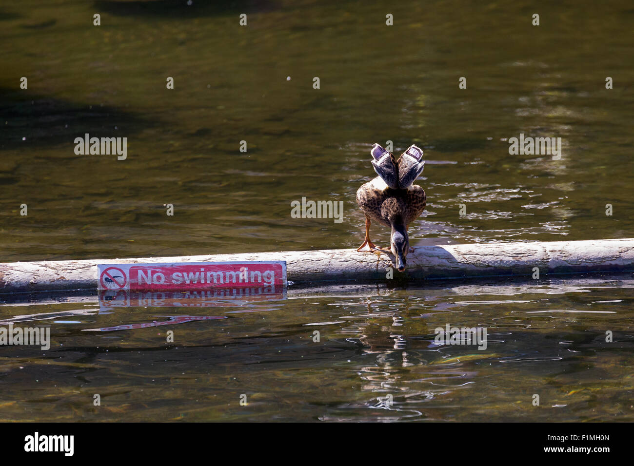 Warnschild „kein Schwimmen“ mit Ente, die das Wasser überprüft. Humorvolles Zeichen. Wiltshire England UK Stockfoto