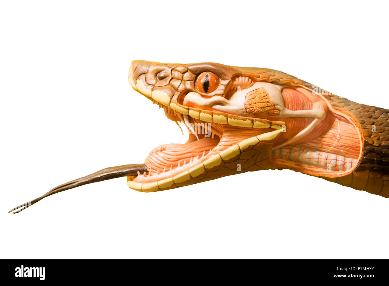 Feurige Viperidae oder Viper snake schneiden Kunststoff Modell mit sichtbaren Zähne auf weißem Hintergrund isoliert Model Release: Nein Property Release: Nein. Stockfoto