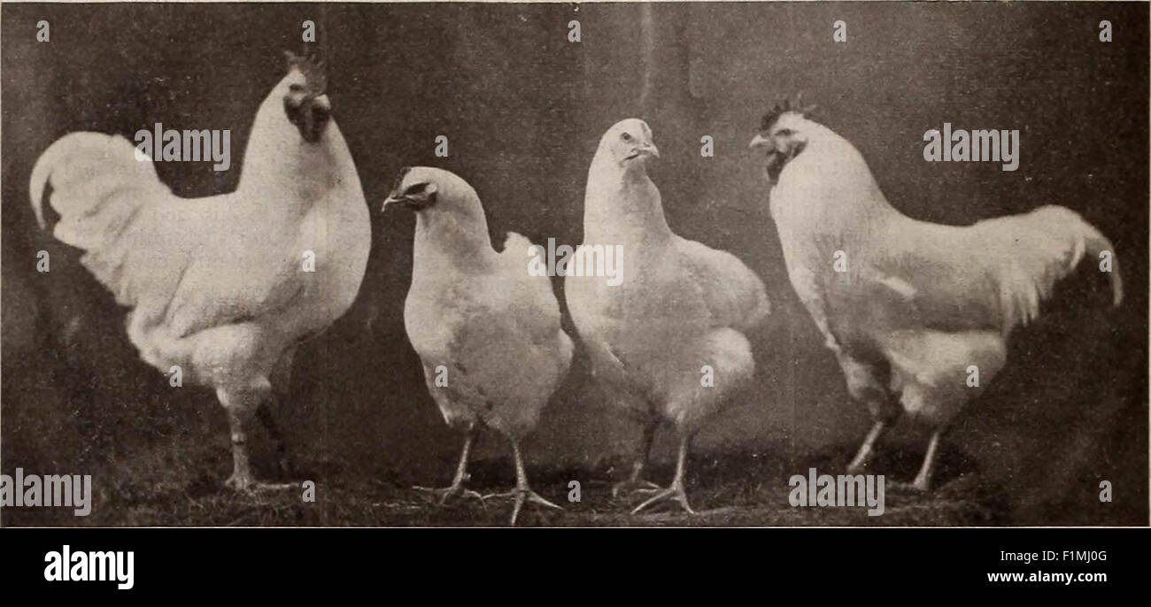 Die östlichen poultryman Stockfoto
