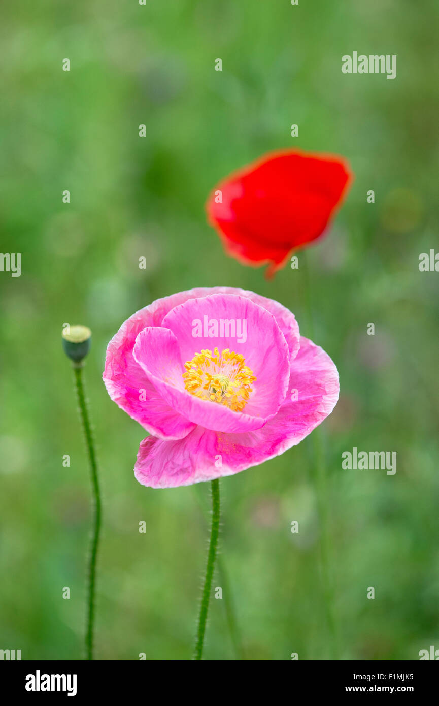 Papaver Rhoeas. Rosa Mohn in einer englischen Wildblumen Garten. England Stockfoto