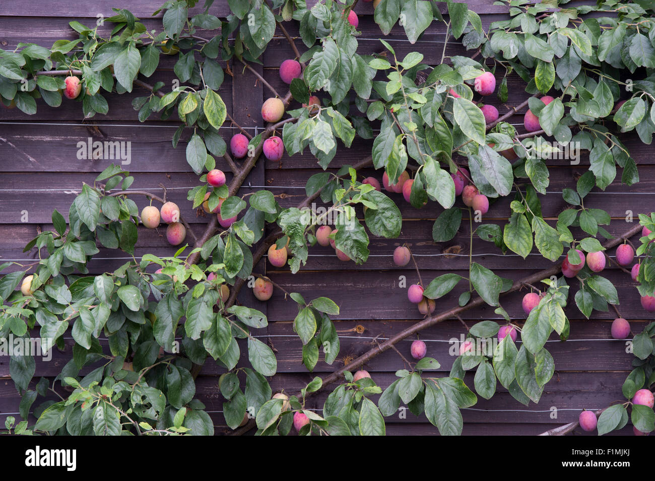 Prunus Domestica. Reife Pflaumen auf ausgebildete Pflaumenbaum Lüfter an der Seite einen Schuppen. RHS Wisley Gärten, Surrey, England Stockfoto