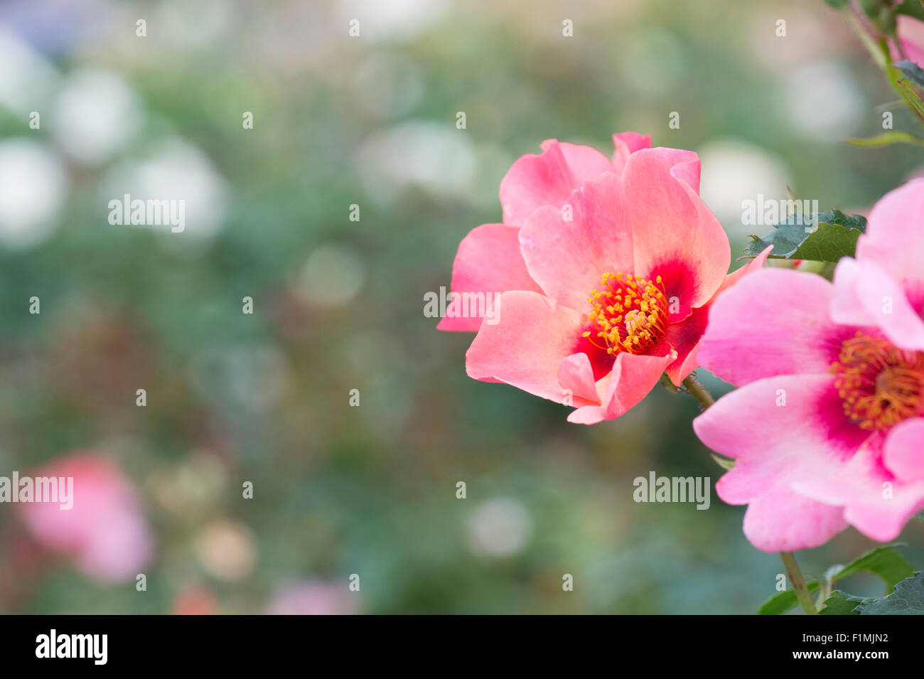 Rosa "For Your Eyes Only". Floribunda Rose Stockfoto