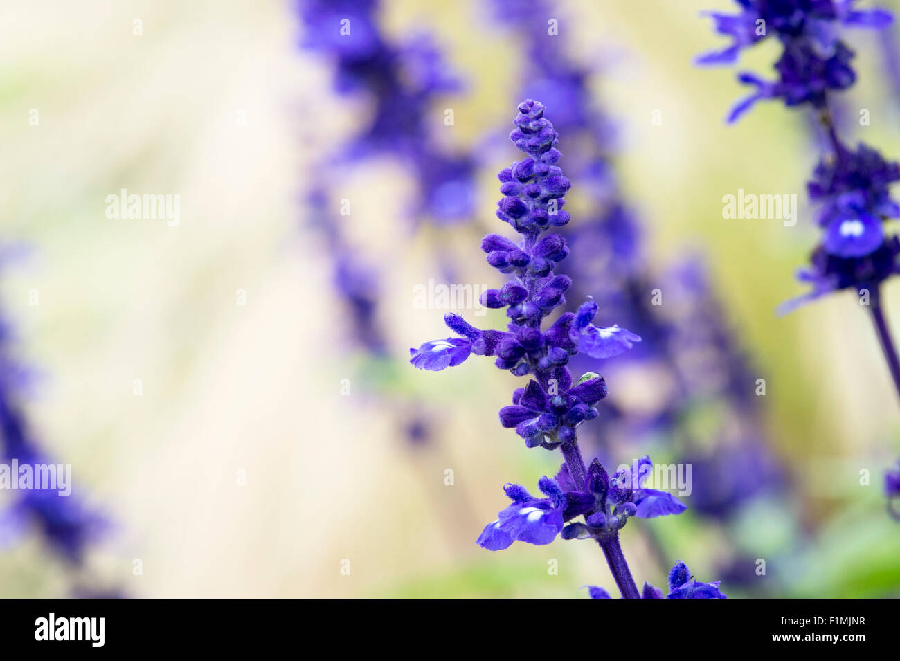 Salvia Farinacea 'Victoria'.  Mehlig Tasse Salbei Stockfoto