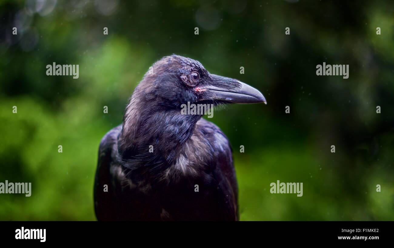Ein 10 Wochen alten Rabe (Corvus Corax), scharf, Seite auf, nur Kopf und Schultern vor einem verschwommenen Hintergrund von grünem Laub. Stockfoto