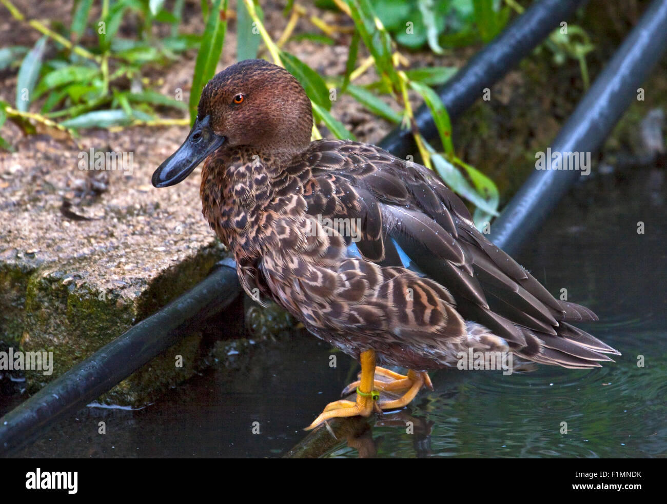 Cinnamon Teal (Anas cyanoptera) männlich in Eclipse Gefieder Stockfoto