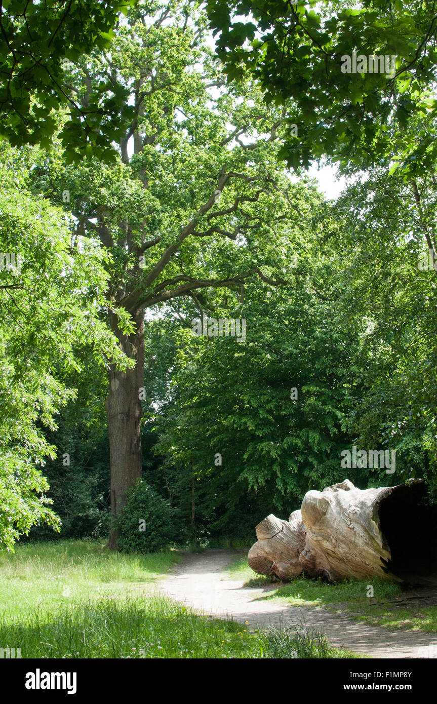 Weg durch eine Waldlichtung Stockfoto