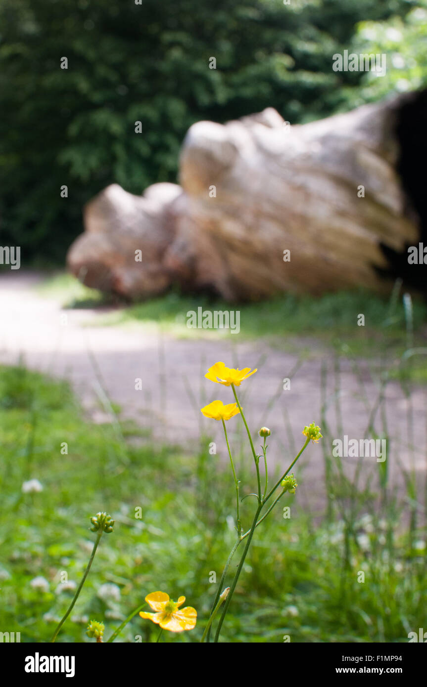 Weg durch eine Waldlichtung Stockfoto