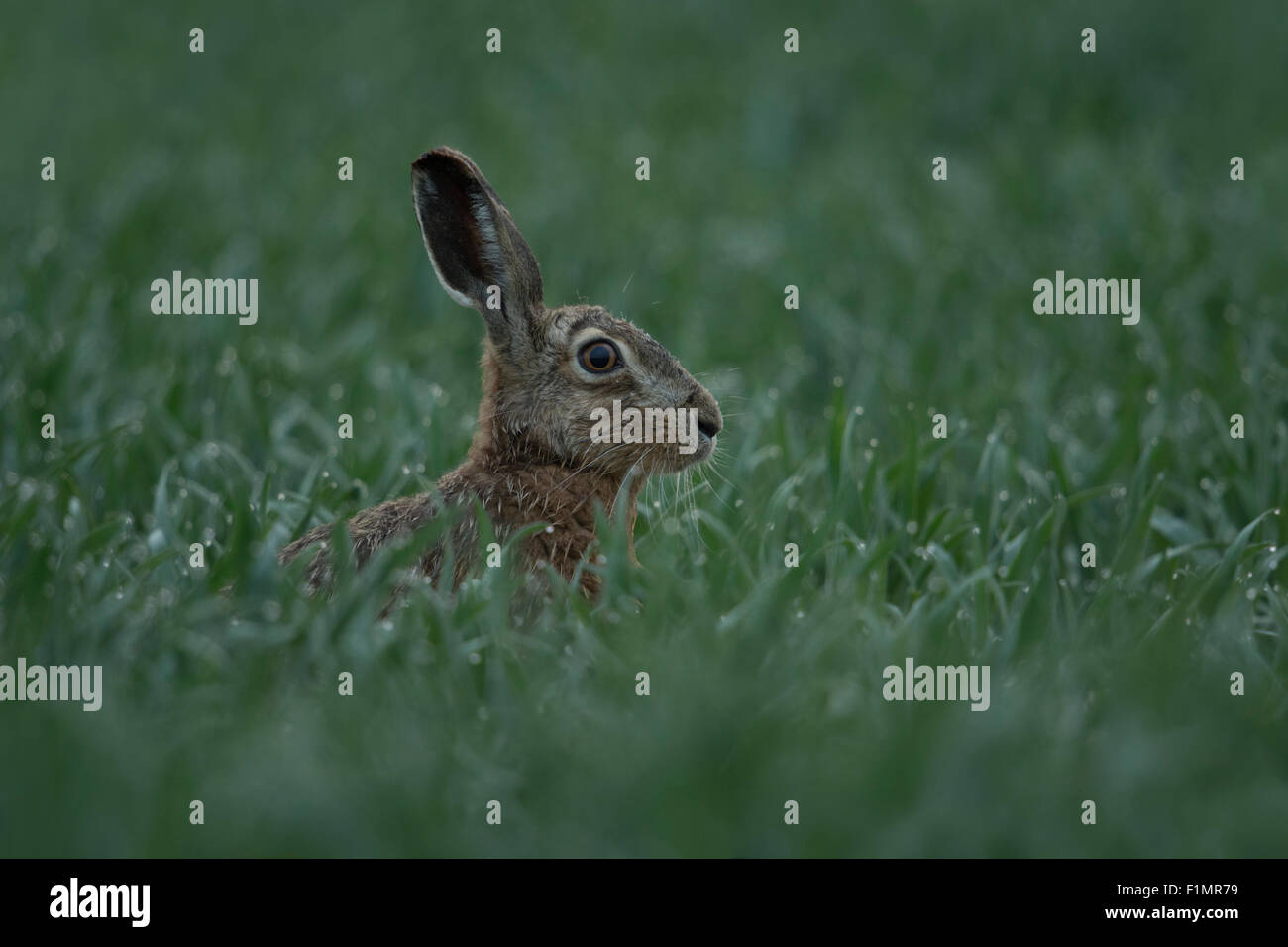 Aufmerksamer Braunhase / Europäischer Hase / Feldhase ( Lepus europaeus ) bei Sonnenaufgang sitzt auf einem Feld inmitten von nassem Gras, Wildtiere, Europa. Stockfoto
