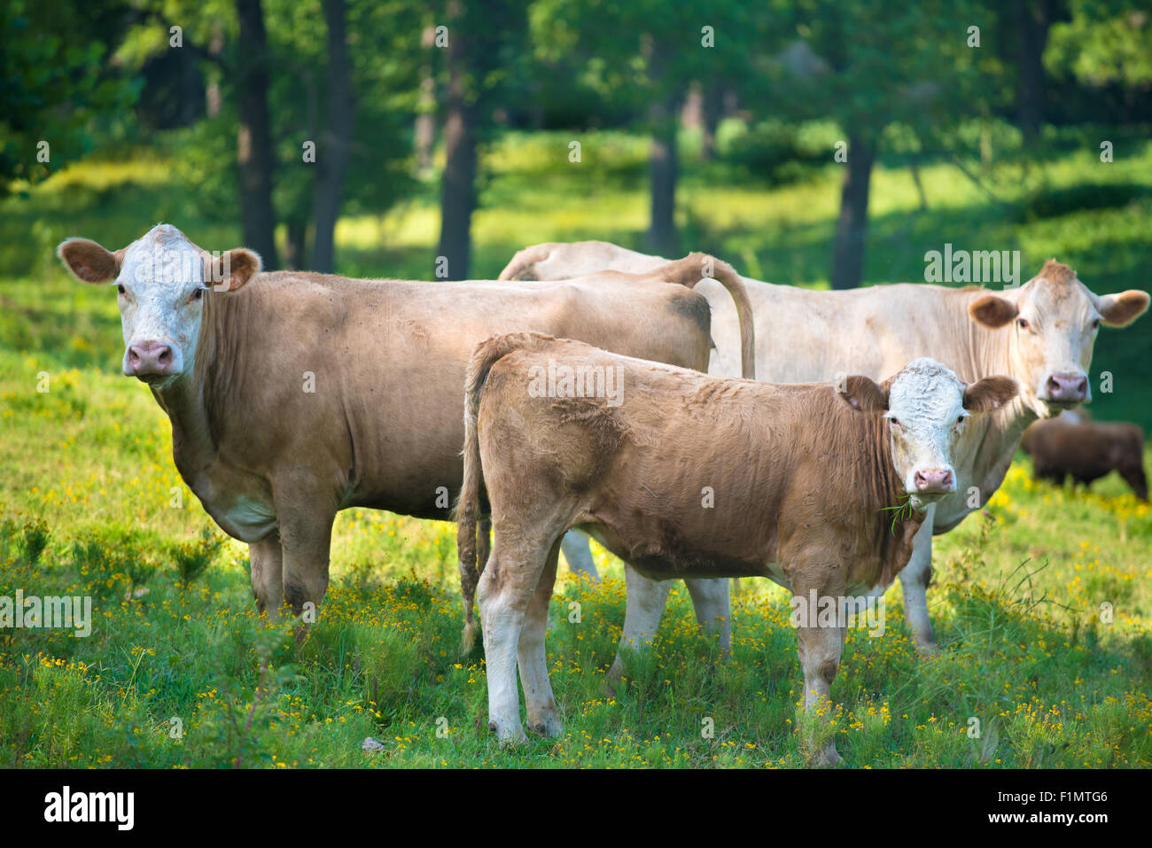 Eine Herde Rinder weiden auf landwirtschaftlichen Flächen Stockfoto