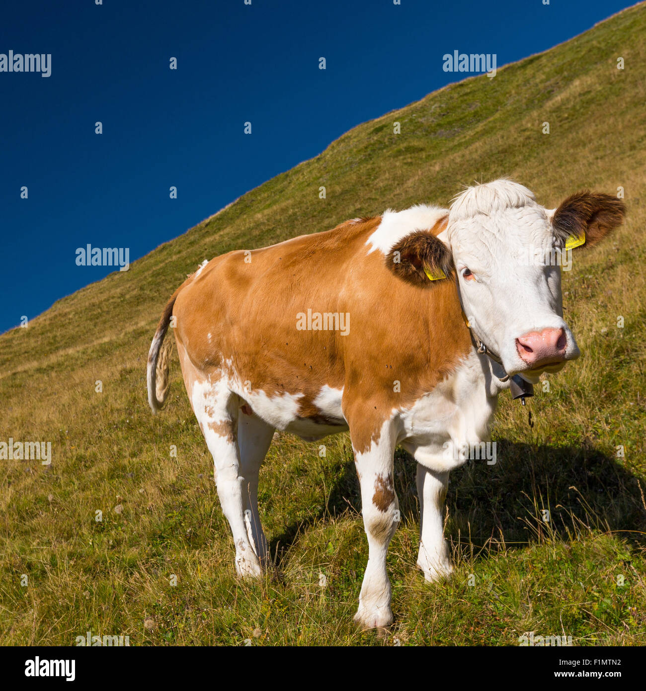 Grasende Kuh im Funes Valley. Die Dolomiten von Trentino-Südtirol. Sommersaison. Italienische Alpen. Europa. Stockfoto