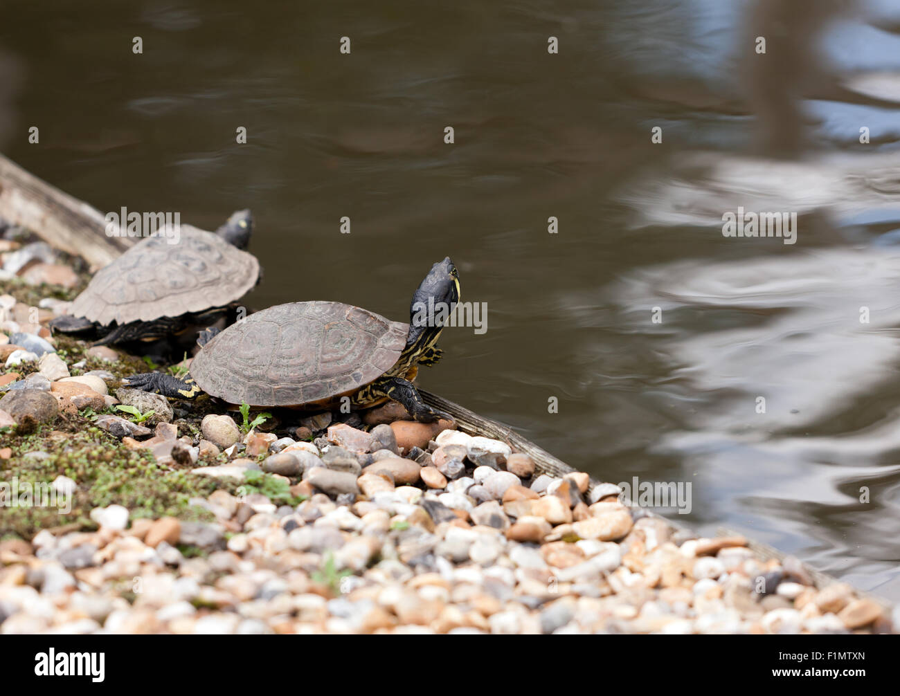 Süßwasser-Schildkröten am Eingang zum Wildpark Wingham Stockfoto