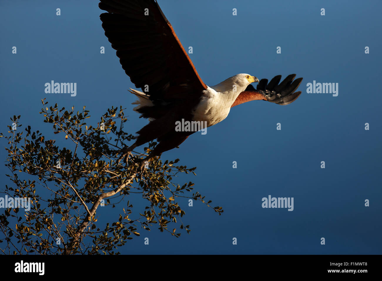 Majestätischen afrikanischen Fischadler (Haliaeetus Vocifer) die Flucht aus einem Ast gegen blauen Himmel - Krüger Nationalpark (Süd Stockfoto
