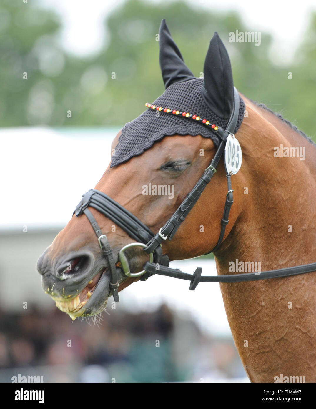 Stamford, UK. 4. September 2015. Land Rover Burghley Horse Trials 2015, Stamford England. Michael Jung (GER) ÊLa Biosthetique - Sam Fbw während der Dressur Reiten phase Credit: Julie Priestley/Alamy Live News Stockfoto