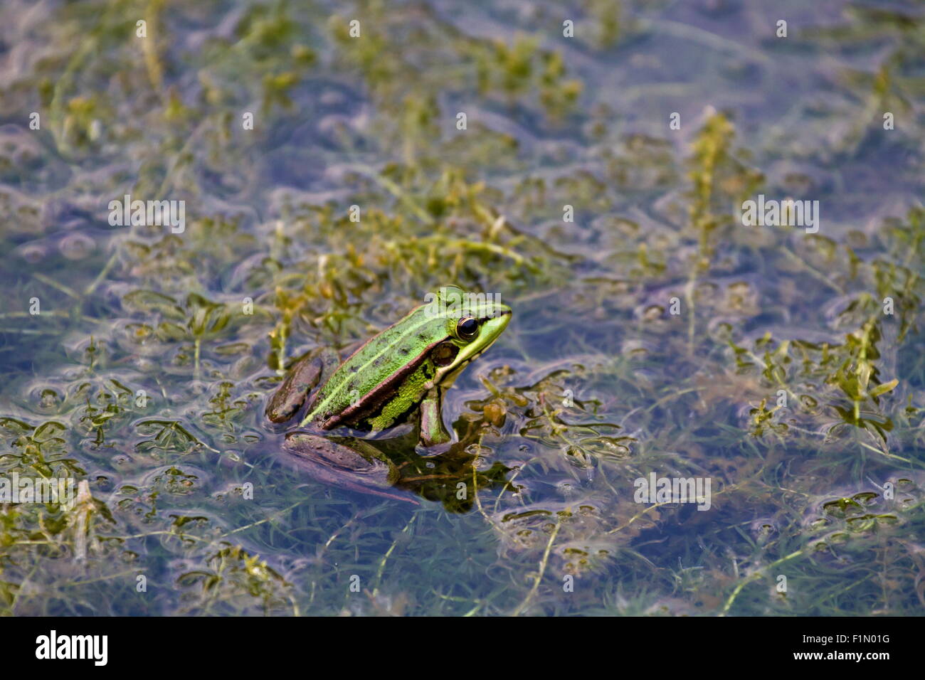 In den teich springen Fotos und Bildmaterial in hoher Auflösung Alamy