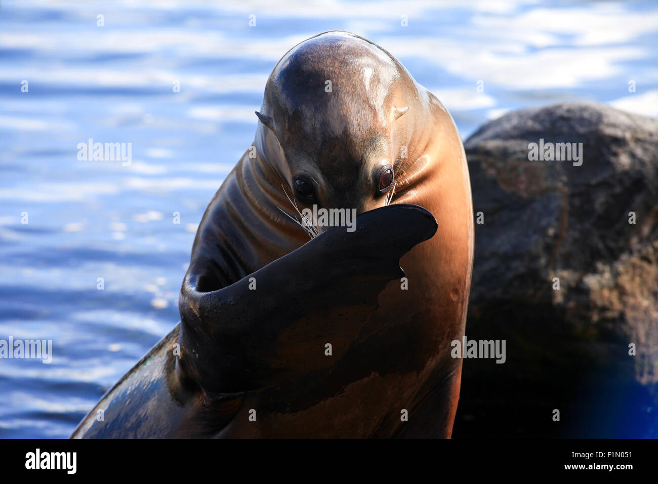 Dichtung aus dem Wasser Stockfoto