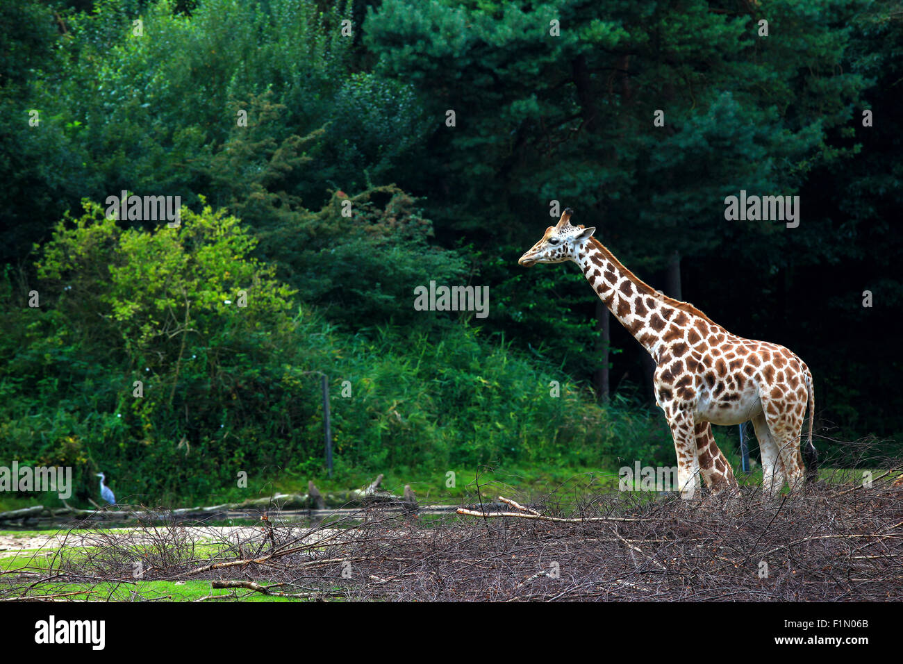 Giraffe in der Natur Stockfoto