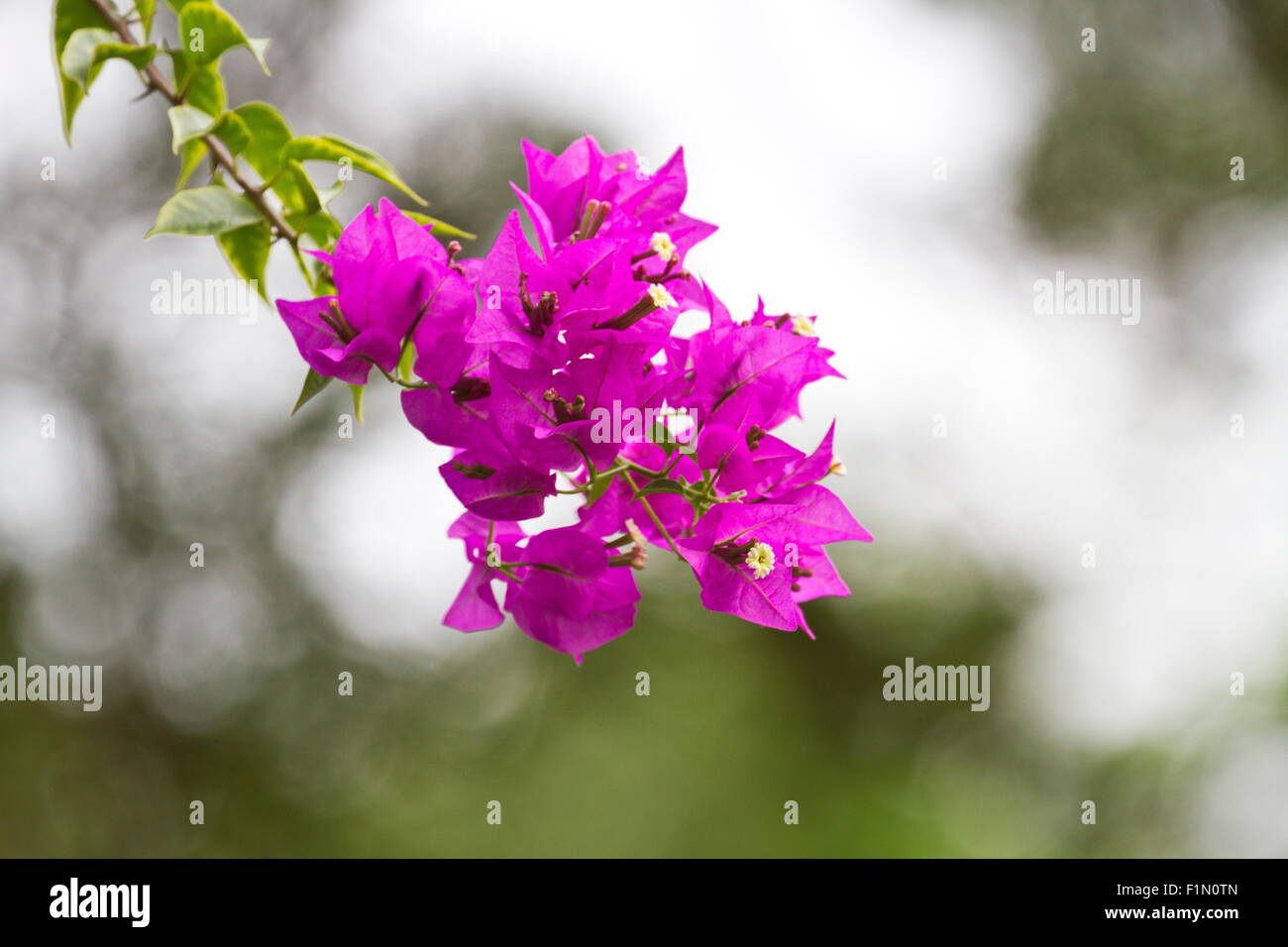 schöne Farbe Blumen blühen im Herbst, Bougainvillea Stockfoto