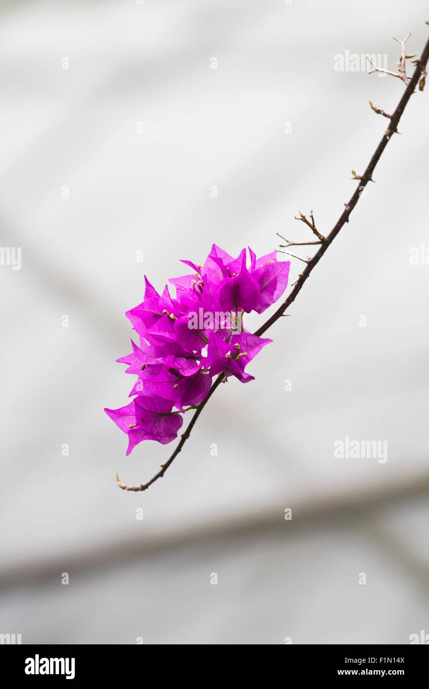 schöne Farbe Blumen blühen im Herbst, Bougainvillea Stockfoto