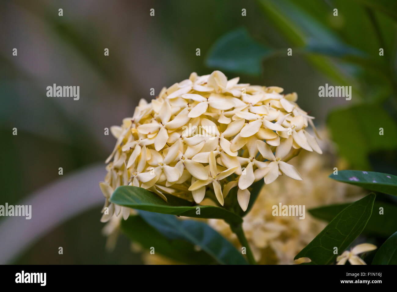 Dschungel Geranie (Ixora Coccinea). Close-up. gelbe Farbe. Stockfoto