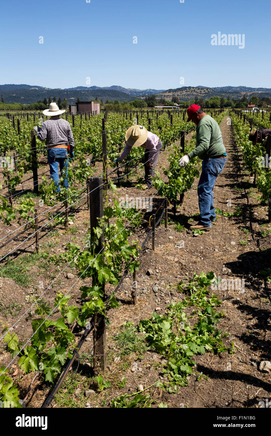 Weingut Arbeiter, beschneiden Weinreben, beschneiden Weinreben, Reben, Wein Weinberg, Weinberg, Weingut, Kaminecke, Rutherford, Napa Valley, Kalifornien Stockfoto