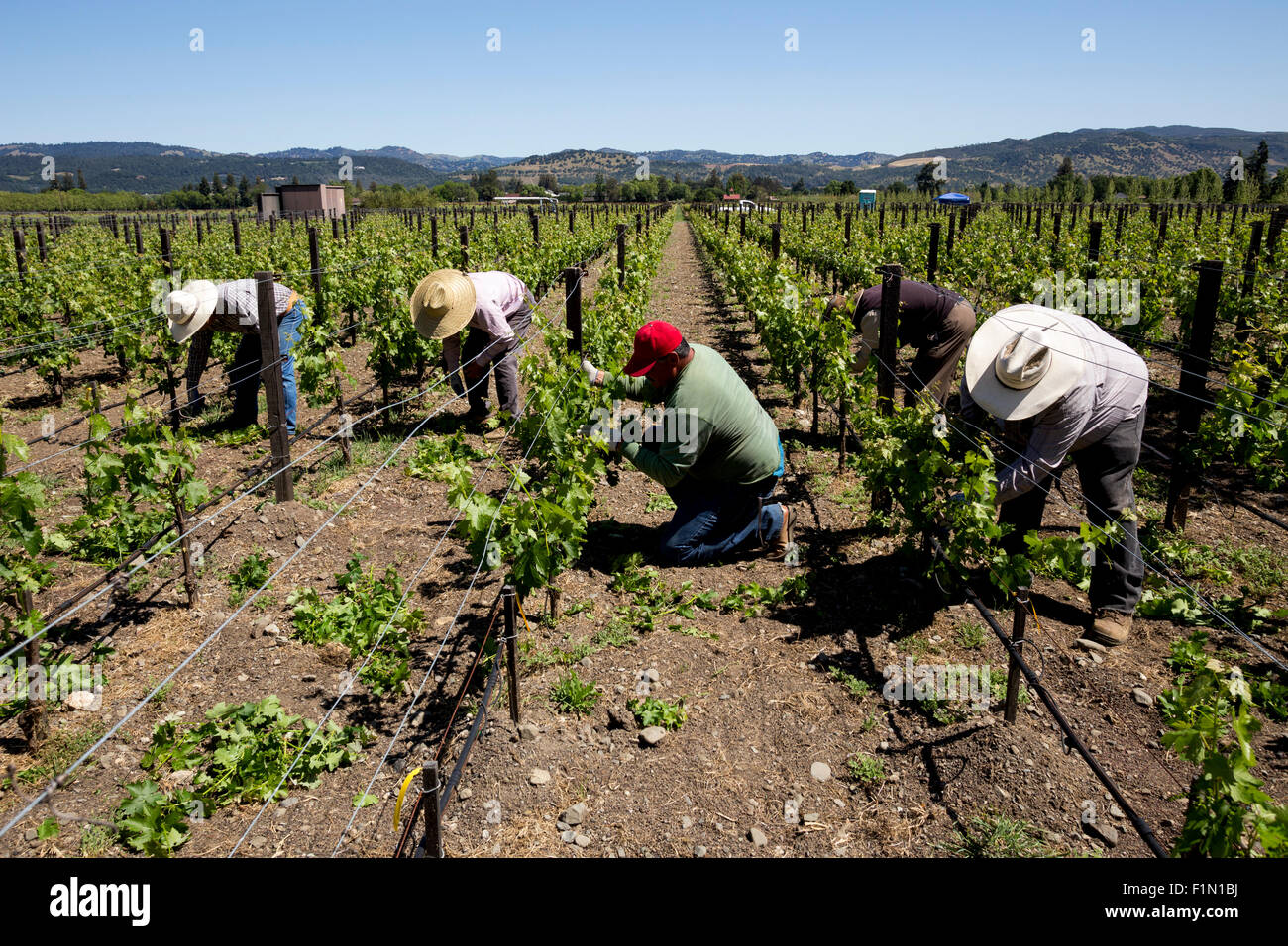 Weingut Arbeiter, beschneiden Weinreben, beschneiden Weinreben, Reben, Wein Weinberg, Weinberg, Weingut, Kaminecke, Rutherford, Napa Valley, Kalifornien Stockfoto