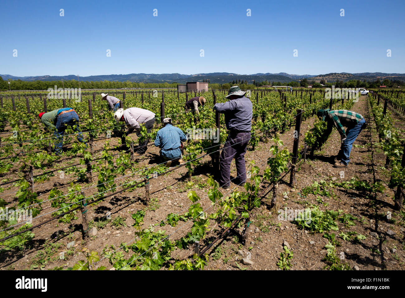Weingut Arbeiter, beschneiden Weinreben, beschneiden Weinreben, Reben, Wein Weinberg, Weinberg, Weingut, Kaminecke, Rutherford, Napa Valley, Kalifornien Stockfoto