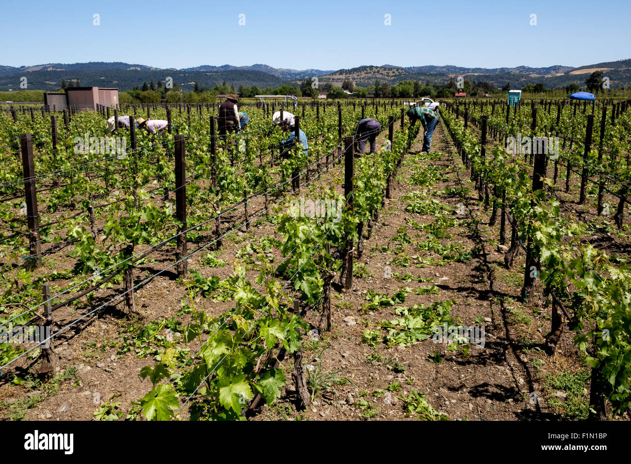 Weingut Arbeiter, beschneiden Weinreben, beschneiden Weinreben, Reben, Wein Weinberg, Weinberg, Weingut, Kaminecke, Rutherford, Napa Valley, Kalifornien Stockfoto